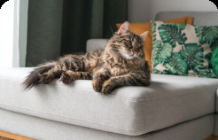 Cat on couch